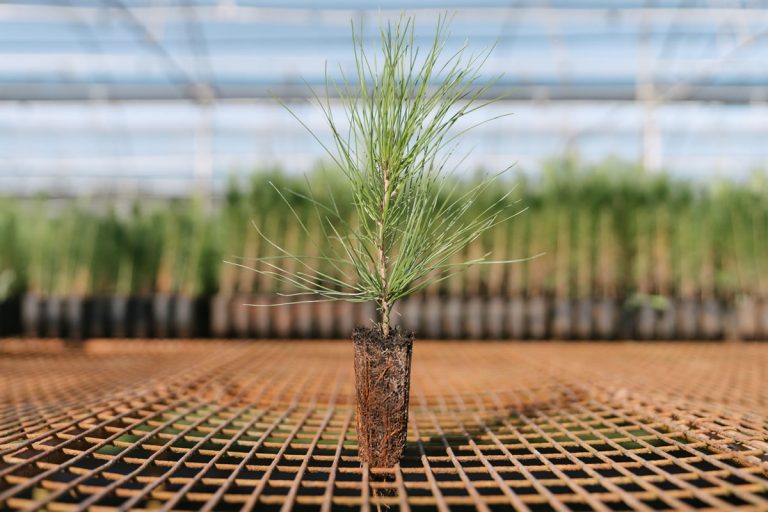 Semillas y Plantines – Forestal Bosques del Plata S.A.