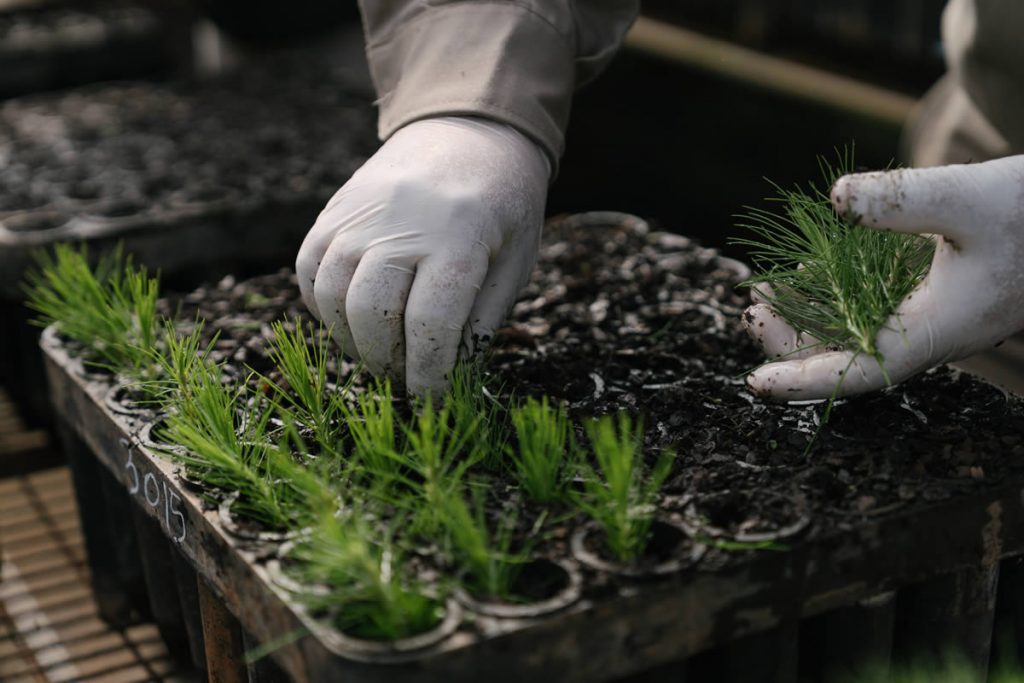 Semillas y Plantines – Forestal Bosques del Plata S.A.