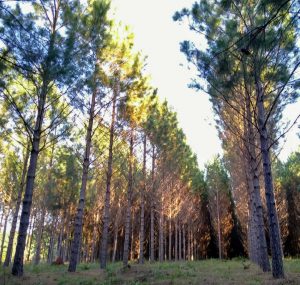 Semillas y Plantines – Forestal Bosques del Plata S.A.