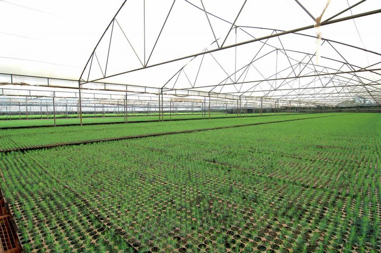 Semillas y Plantines – Forestal Bosques del Plata S.A.